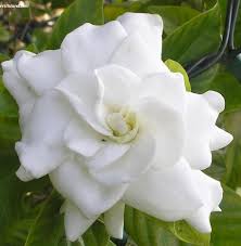 Tahap perkembangan bunga harum kacapiring ceplok piring jempiring gardenia putih. Manfaat Kaca Piring Bagi Kesehatan Bibitbunga Com
