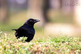 Découvrez comment régler le problème et optimiser votre ordinateur. Corneille Noire Taille Poids Repartition Reproduction Diconimoz