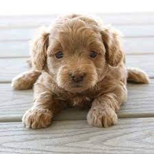 Goldendoodles Teacup Goldendoodle Puppies Precious Doodle Dogs Goldendoodle Puppy Toy Dog Breeds Doodle Dog