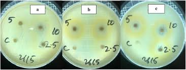 Image result for Vernonia fractiflexa