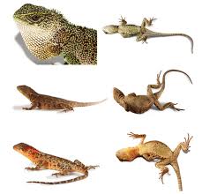 Image result for Dolichos pseudocajanus