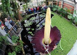 Maybe you would like to learn more about one of these? 8 Jenis Bunga Yang Indah Dipandang Tapi Baunya Busuk