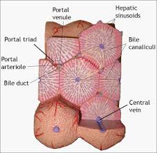 Most relevant best selling latest uploads. Contagious Thinking Basic Liver Biology Why Things Go Wrong When It S Infected Liver Anatomy Cell Model Anatomy Models