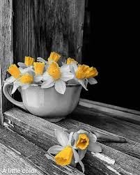 Pin By Larisa Batyrgareeva On Cvety Color Splash Photography Color Splash Photo Splash Photography