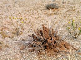 Image result for Stipagrostis uniplumis