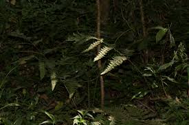 Image result for Tectaria gemmifera