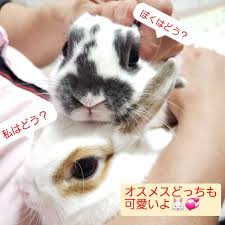 うさぎ オス