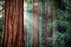 We did not find results for: Redwood Forest Hd Wallpaper Hintergrund 3200x2133
