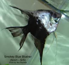 Angelfish Genetics Types Of Angelfish