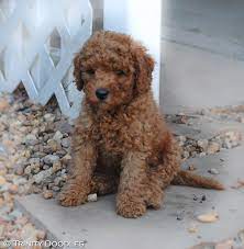 Mini Australian Labradoodle Oh So Cute Red Mini Australian Labradoodle At Pup Pics And S Labradoodle Puppies And Kitties Australian Labradoodle Puppies