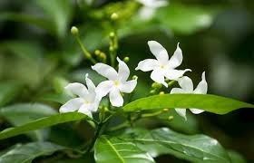 I fiori profumati bianchi sono l'ideale per arredare un balcone o un giardino da vivere di notte, i fiori bianchi fiori profumati di luglio e agosto. Piante Profumate In Balcone