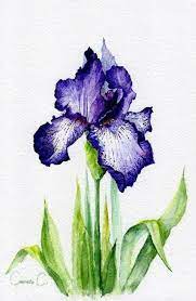New Flowers Art Painting Purple Iris 18 Ideas Watercolor Flowers Paintings Flower Art Painting Watercolor Flowers