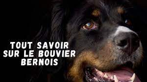 Bouvier Bernois (Lebouvierbernois) - Profil | Pinterest