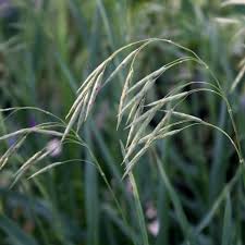 Image result for Bromus  kalmii