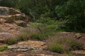 Image result for Aeollanthus rehmannii