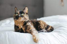 Check spelling or type a new query. Glenview Animal Hospital