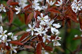 Image result for Amelanchier laevis