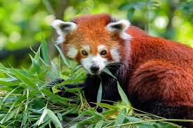 Check out our top 100 animal names on cuteness.com below. Sikkim Wildlife 5 Breathtaking Sanctuaries To Visit