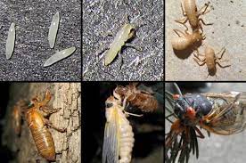 A look at the eventful life cycle of the periodical bug. Cicada Insect News Facts Life Cycle Photos Sounds Cicada Mania