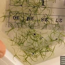 Image result for Wolffiella hyalina