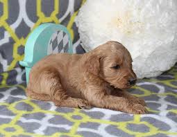 Find goldendoodle puppies for sale with pictures from reputable goldendoodle breeders. Jasmine Akc Siberian Husky Doggie For Sale In Nappanee Indiana Vip Puppies Puppies Goldendoodle Goldendoodle Puppy