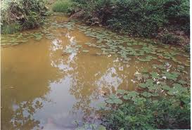 Image result for Cyclosorus striatus