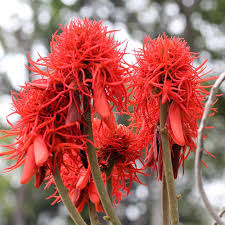 Image result for Erythrina abyssinica