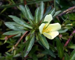 Image result for Ludwigia adscendens