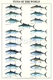 Tuna Of The World Prints Allposters Com Fish Chart Salt Water Fishing Types Of Fish