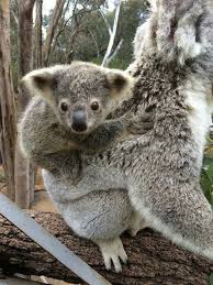 Milawa Koala Bear Baby Koala Koalas