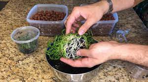 Grasp two clear, glass flasks with tongs. Orchid Flasks Semi Hydroponics Part One Youtube