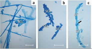 Image result for Monotes africanus