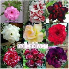 Jual bibit bunga kamboja jepang adenium 5 jenis kota metro. Bunga Kamboja Jepang Paket 9 Warna Shopee Indonesia