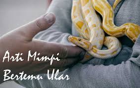 Mimpi melihat ular besar bisa berarti banyak hal, bisa jadi pertanda akan datangnya hal buruk ataupun bahkan hal baik. Ngeri Arti Mimpi Ketemu Ular Besar Hitam Kobra Dan Banyak Sekali