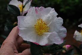 Camellia Saluenensis Apple Blossom Apple Blossom Blossom White Flowers
