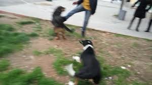 Siz Kopege Saldirirsaniz Kopek De Size Saldirir Youtube