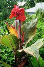 If you are a current southwest aquatics. 1 Bulb 1 Flowering Burpee Variegated Pretoria Canna Trees Plants Seeds Bulbs Biquinismaranata Com Br