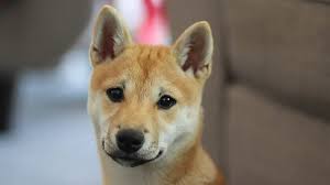 Миюки шиба / miyuki shiba. Caracteristiques Du Shiba Inu