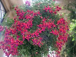 Hanging Fuchsia At Longwood Hummingbird Garden Colorful Garden Fuchsia Plant