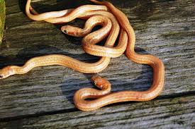 Live arrival guaranteed on all snakes for sale! Thamnophis Eques Obscurus Albino Steven Bol Garter Snakes