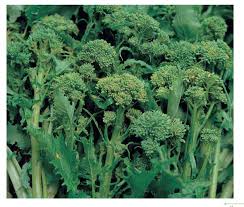 Image result for Brassica rapa