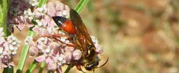 Maybe you would like to learn more about one of these? Detailed Information On Great Golden Digger Wasp Sphex Ichneumoneus