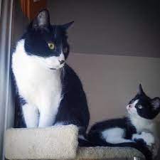Pin Van Saskia63 Witkamp Op A N I M A L S Zwart Wit Katten Witte Katjes