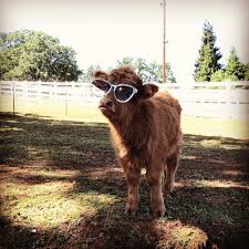 Buckley On Instagram Tbt Before Buckley Really Knew What Being A Cool Cow Meant Happy Spring Spring Is Here Buckley