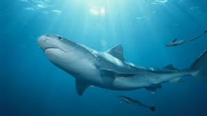 The truth is, you won't normally need to guess whether you're along with tigers, bulls and great whites have racked up the highest reported body count of all shark species. Are Tiger Sharks Dangerous Plus More Tiger Shark Facts
