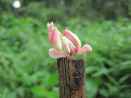 Maybe you would like to learn more about one of these? In Photos Animals That Mimic Plants Live Science
