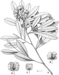 Image result for Deinbollia sp. A