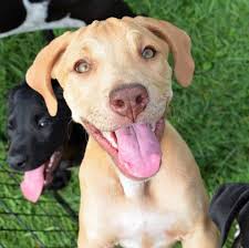 Doors open friday at 1 p.m. Hurricane Florence Puppies Mother Dogs Up For Adoption