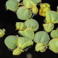 Image result for Phyllanthus retinervis