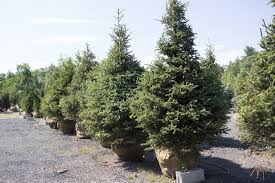 Visit our store in hermon, bangor & brewer, me for power tools, gardening equipment & more! Nursery Wholesale Landscape Supplies In Salisbury Ma